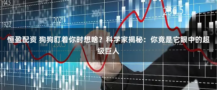 恒盈配资 狗狗盯着你时想啥？科学家揭秘：你竟是它眼中的超级巨人